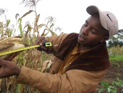 Un joven agricultor mide un cultivo de ma&iacute;z en Kenia.