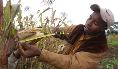 Un joven agricultor mide un cultivo de ma&iacute;z en Kenia.