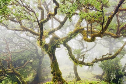 La laurisilva de la isla de Madeira (Portugal), la mayor de su género, está considerada una reliquia de este tipo de bosque, hoy casi desaparecido, y un centro de biodiversidad vegetal: helechos, plantas con flores raras y endémicas. También es endémica de la zona la paloma torcaz de Madeira.