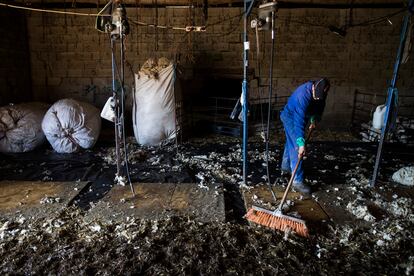 Un pastor barre la lana de las ovejas que esquilan las cuadrillas. 