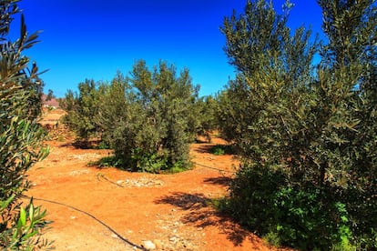 Agroturismo la Gayría, en Fuerteventura. 