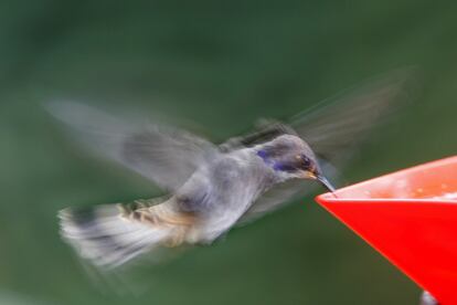 Vista de un colibrí Chillón Pardo, en la finca El Paraíso de los Colibríes, ubicada en una Zona Aica (Área de importancia para la conservación de aves), entre Cali y Buenaventura (Colombia).