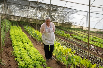 Hannia Villalobos, esposa de Rodolfo Zamora y también propietaria de la finca Rinconcito Orgánico Irazú, en Costa Rica, camina por uno de sus cultivos. 