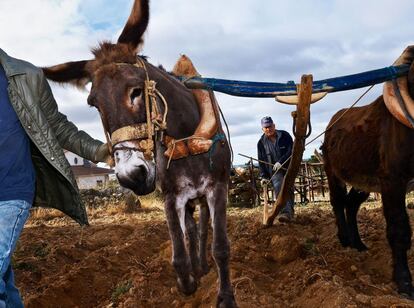 En Paradela (Miranda do Douro) a&uacute;n es frecuente ver el arado tradicional de madera uncido a los burros para trabajar en los labrant&iacute;os.