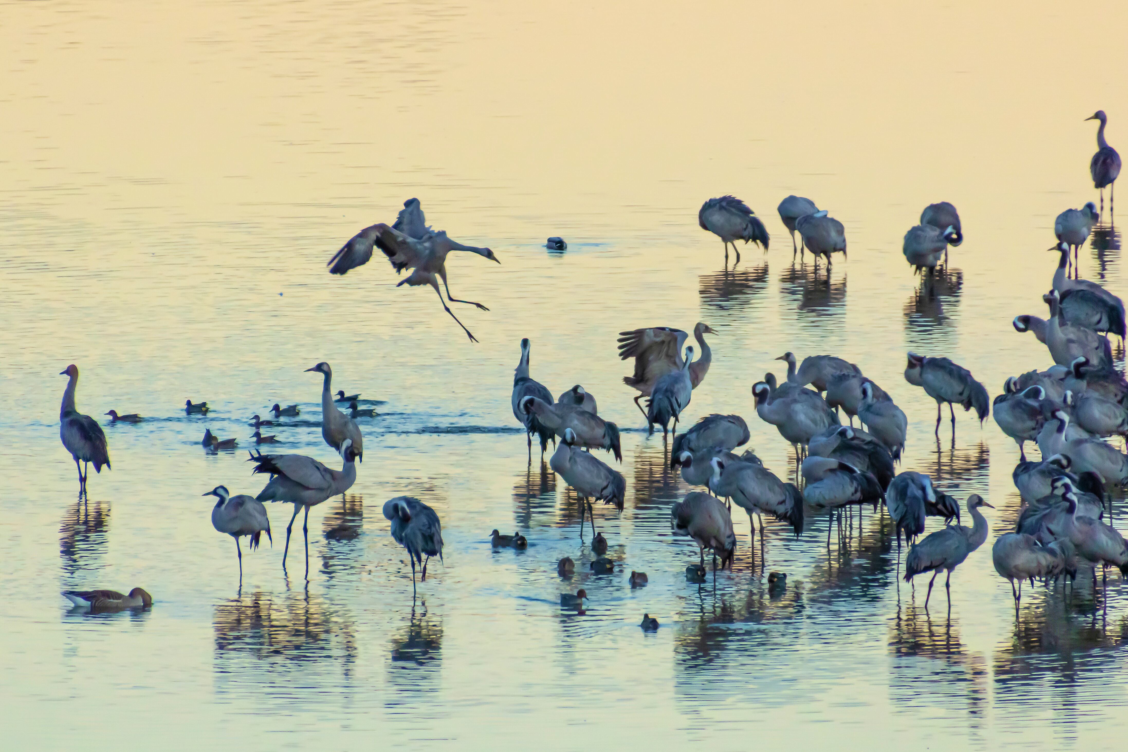 Una bandada de grullas en el lago Arjuzanx, en las Landas francesas.