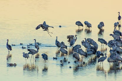 Una bandada de grullas en el lago Arjuzanx, en las Landas francesas.
