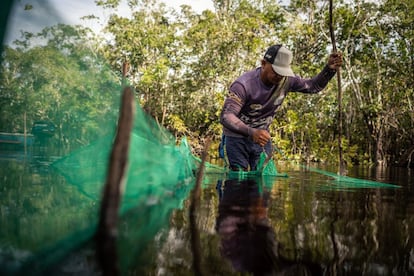 Jel Pereira da Silva repara la trampa para peces ornamentales que fue dañada por un cocodrilo. Actualmente, en muchos lugares de la selva amazónica están drenando las áreas aluviales, y la soja y el ganado vacuno suponen las exportaciones más importantes del país. El comercio de maderas tropicales y la minería de oro también tienen gran importancia. La quinta parte de la selva ha sido talada para explotaciones de estos sectores en los últimos 40 años. “El comercio de peces ornamentales puede mitigar esta evolución dramática”, asegura Mota.