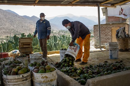 En Llaca Llaca, los agricultores limpian las espinas de las tunas de forma artesanal con escobas de paja.