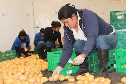 Mujer trabajando en una cooperativa de papas en Honduras. Foto: Banco Mundial