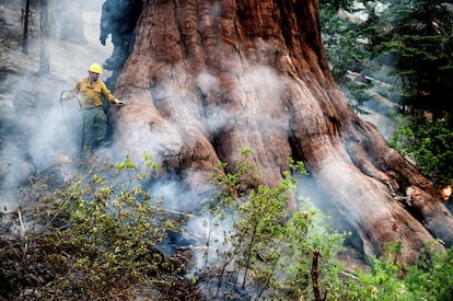 Un bombero protege el tronco de una sequoia el pasado viernes 8 de julio.