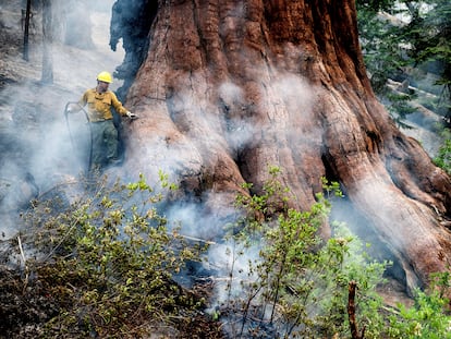 Un bombero protege el tronco de una sequoia el pasado viernes 8 de julio.