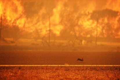 Incendio 'Fire Spirngs", California.