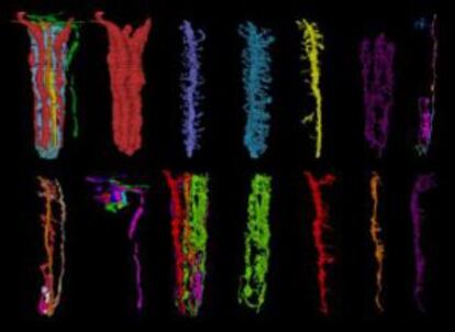 Reconstrucción tridimensional de neuronas del sistema visual en la mosca del vinagre Drosophila melanogaster.