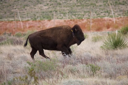 American bison in El Carmen Nature Reserve