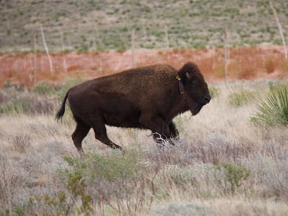 An American bison in the El Carmen Nature Reserve in 2020.