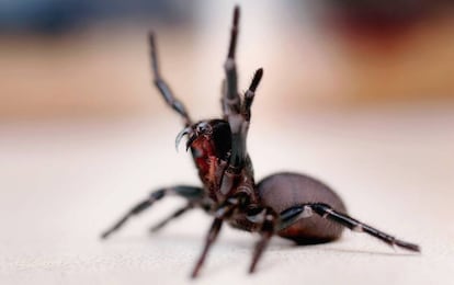 Un ejemplar de araña de Sídney a punto de saltar sobre el autor del blog.