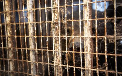 Un oso, en su jaula del zoológico de Saint-Édouard.