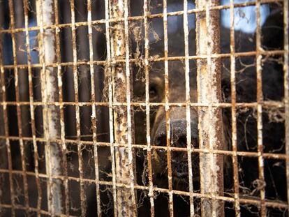 Un oso, en su jaula del zoológico de Saint-Édouard.