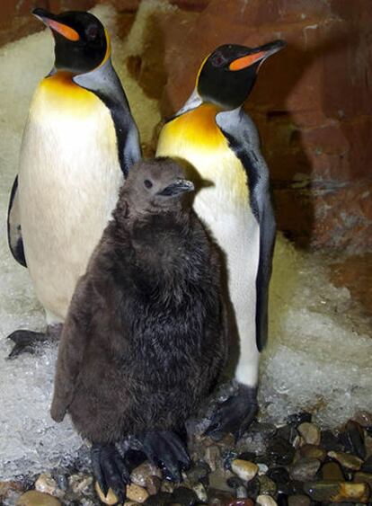 Cría del pingüino rey, la segunda especie en mayor tamaño de este animal.