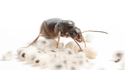 Una reina de la hormiga negra de jardín, la especie 'Lasius niger', junto a sus crías.