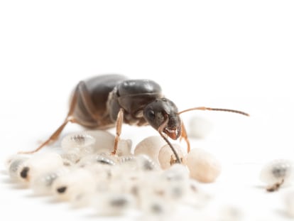 Una reina de la hormiga negra de jardín, la especie 'Lasius niger', junto a sus crías.