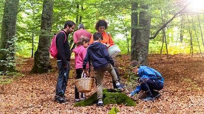 El entorno de los pueblos es un paraíso para las setas. Larraintzar cuenta con un parque micológico en el que recolectar y aprender de manera segura y sostenible de los centenares de hongos que brotan en sus suelos.