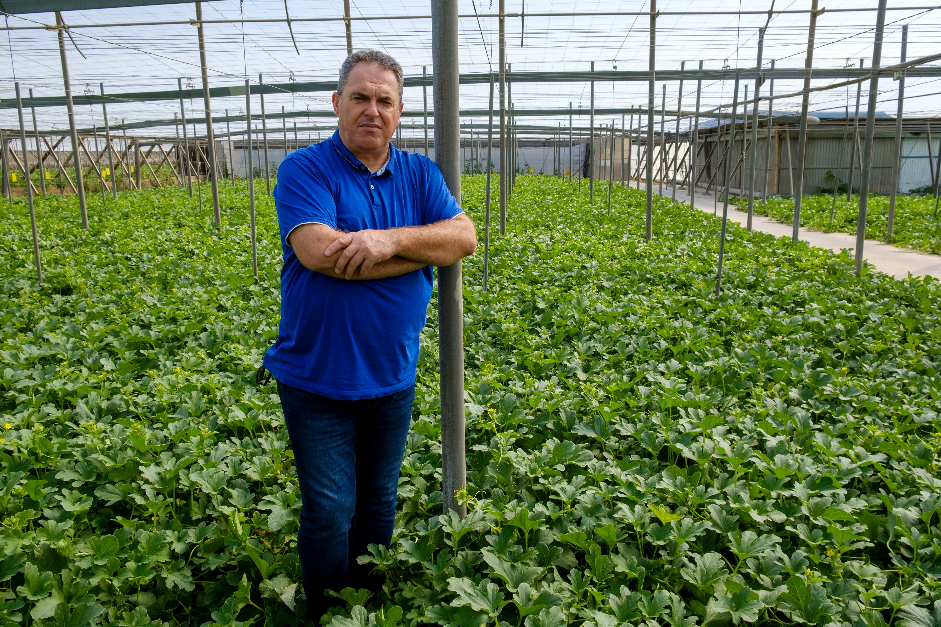 El agricultor almeriense Antonio Moreno, en su invernadero de melones en Vícar (Almería).