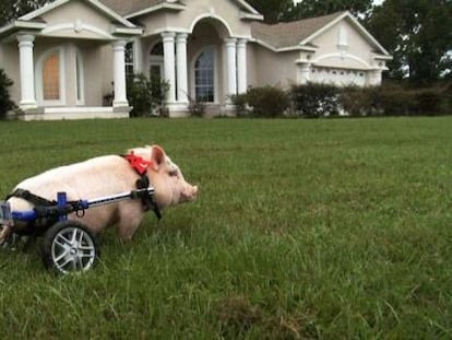 O porco ‘Chris P. Bacon’, cujas patas traseiras estão atrofiadas desde o nascimento, é um dos protagonistas do documentário ‘My bionic pet’, da PBS.