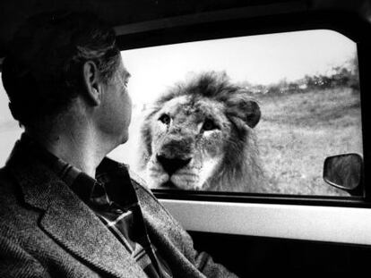 Un le&oacute;n mira a un visitante de Rioleon Safari, en una imagen de 1988.