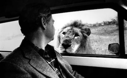 Un le&oacute;n mira a un visitante de Rioleon Safari, en una imagen de 1988.
