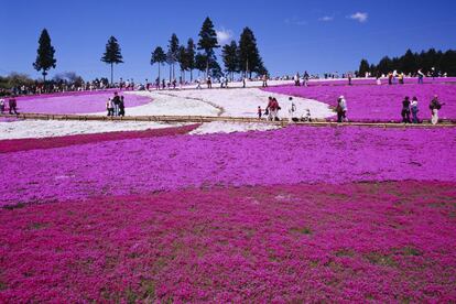 El parque japonés de Hitsujiyama, a unos 100 kilómetros al noroeste de Tokio, acoge la llamada Colina de Musgo Rosa. Se trata de una planta de tallo bajo con flores de color rosa y violeta que brotan de abril a marzo, tapizando parte de este recinto: unas 400.000 plantas cubren 17.600 metros cuadrados. Al fondo se alza el monte Bukozan y en el área circundante también se pueden ver los famosos cerezos japoneses y otras plantas en floración.