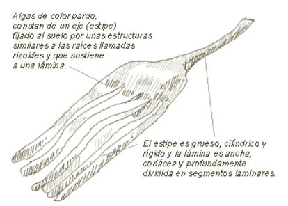 <b>Nombre común</b>: Laminaria 
<b>Nombre científico</b>: Laminaria sp.  
<b>Orden</b>: Feoficeas 
<b>Familia</b>: (Algas pardas)