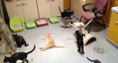 Una quincena de gatos viven en uno de los despachos del centro.