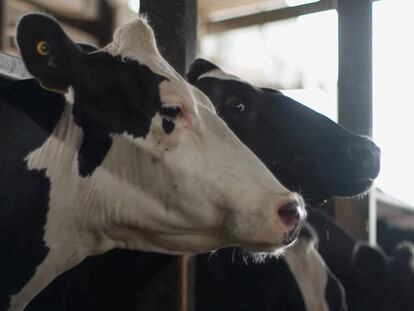 Vacas en una granja.