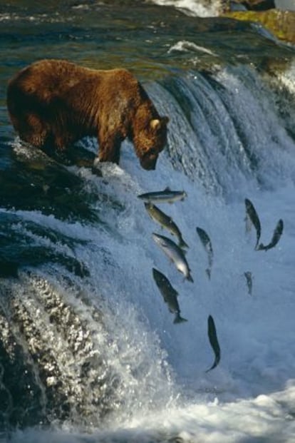 Un oso espera que los salmones caigan en sus garras, en Alaska.