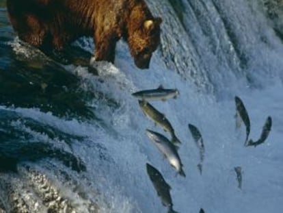 Un oso espera que los salmones caigan en sus garras, en Alaska.