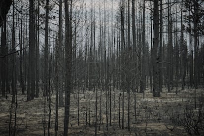 Los incendios forestales cercanos arrasan los bosques en Oregon.