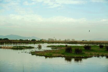 Humedal del delta del Llobregat.