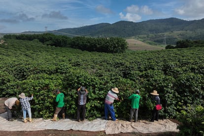 Trabajadores cosechan café en una finca de Braganca Paulista, Brasil, el 4 de abril de 2025.