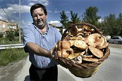 Joan Jurbat, de Ripoll, con una cesta repleta de níscalos, ayer, en Sant Quirze de Besora.