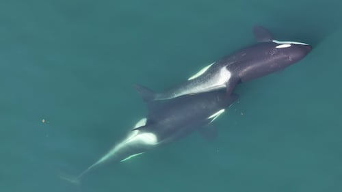 Cómo las orcas fabrican herramientas con algas marinas para acicalarse las unas a las otras