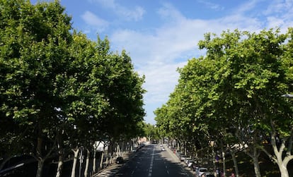 Una avenida arbolada en Barcelona. 