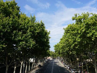 Una avenida arbolada en Barcelona. 