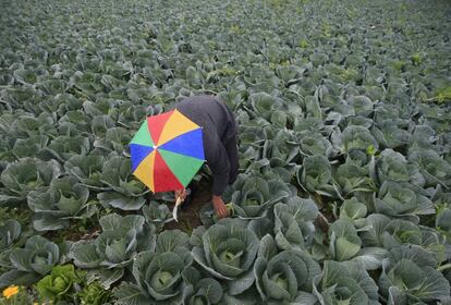 Un granjero recoge brocoli en un campo cerca de ciudad libanesa de Sidón.