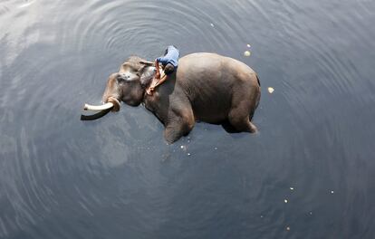 Un joven baña a su elefante en las aguas contaminadas del río Yamuna de Nueva Delhi (India), el 6 de febrero de 2018.