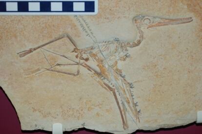 Esqueleto de un pterosaurio (<i>Ctenochasma elegans</i>), cuyas estructruas ocualres en el cráneo indican que era un animal nocturno.