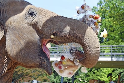 Un elefante de 34 años se refresca comiendo fruta congelada en el zoo de Karlsruhe (Alemania).