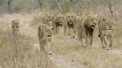 Uma manada de leões do Parque Nacional Kruger (África do Sul), em uma imagem de arquivo.