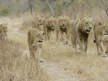 Una manada de leones del Parque Nacional Kruger (Sudáfrica), en una imagen de archivo.