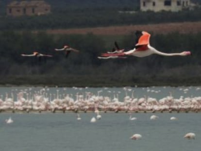 La laguna malagueña cuenta ya con 35.000 ejemplares, siete veces más que a primeros de abril